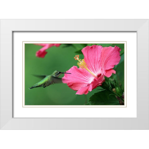 Hummingbird II White Modern Wood Framed Art Print with Double Matting by Putman, Tammy