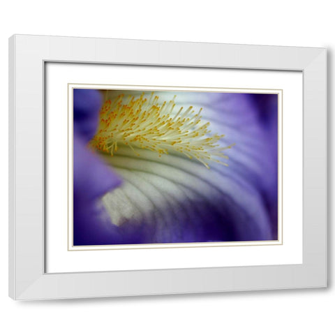 Iris White Modern Wood Framed Art Print with Double Matting by Putman, Tammy