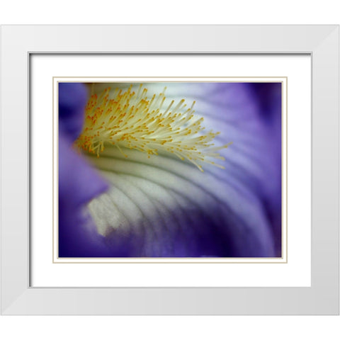 Iris White Modern Wood Framed Art Print with Double Matting by Putman, Tammy