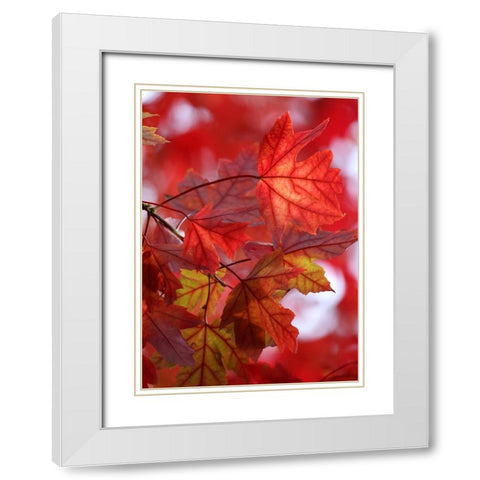 In the Red White Modern Wood Framed Art Print with Double Matting by Putman, Tammy