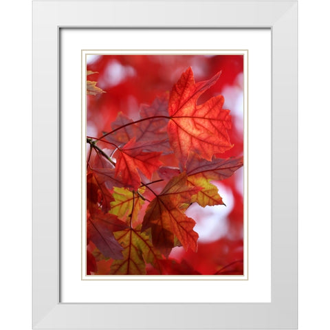 In the Red White Modern Wood Framed Art Print with Double Matting by Putman, Tammy