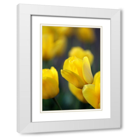 Yellow Tulips White Modern Wood Framed Art Print with Double Matting by Putman, Tammy