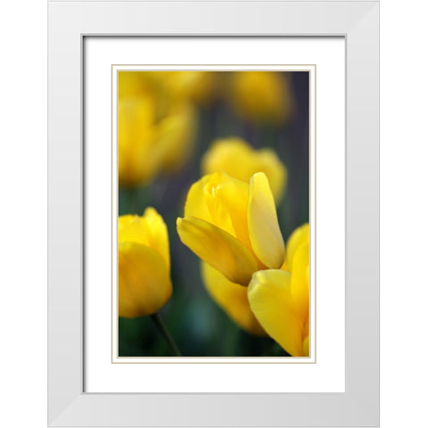 Yellow Tulips White Modern Wood Framed Art Print with Double Matting by Putman, Tammy