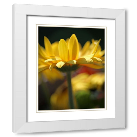 Yellow Daisies White Modern Wood Framed Art Print with Double Matting by Putman, Tammy