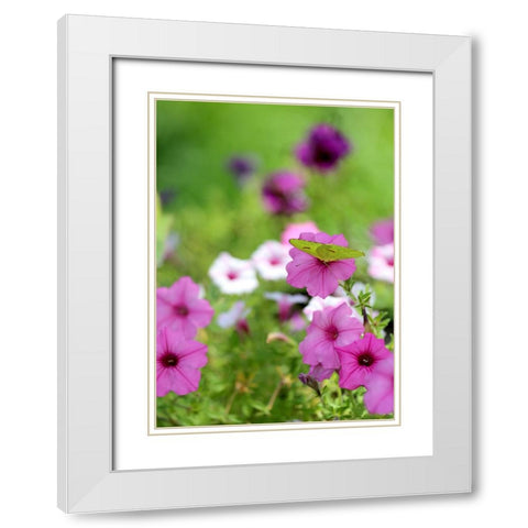 Purple And White Petunias White Modern Wood Framed Art Print with Double Matting by Putman, Tammy