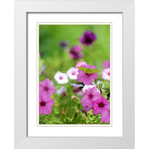 Purple And White Petunias White Modern Wood Framed Art Print with Double Matting by Putman, Tammy