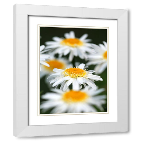 White Daisies White Modern Wood Framed Art Print with Double Matting by Putman, Tammy