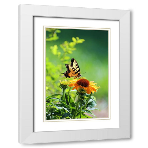 Eastern Tiger Swallowtail White Modern Wood Framed Art Print with Double Matting by Putman, Tammy