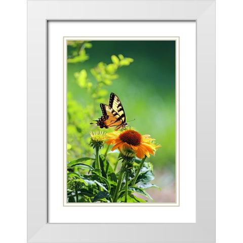 Eastern Tiger Swallowtail White Modern Wood Framed Art Print with Double Matting by Putman, Tammy