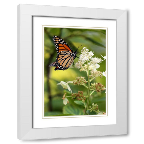 Monarch White Modern Wood Framed Art Print with Double Matting by Putman, Tammy