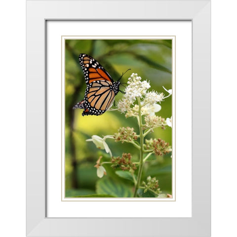 Monarch White Modern Wood Framed Art Print with Double Matting by Putman, Tammy