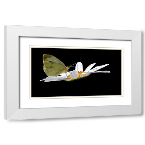 Cabbage White White Modern Wood Framed Art Print with Double Matting by Putman, Tammy