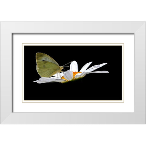 Cabbage White White Modern Wood Framed Art Print with Double Matting by Putman, Tammy