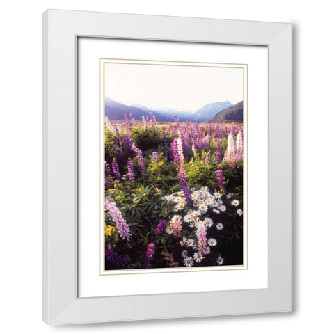 Russell Lupin II White Modern Wood Framed Art Print with Double Matting by Stefko, Bob