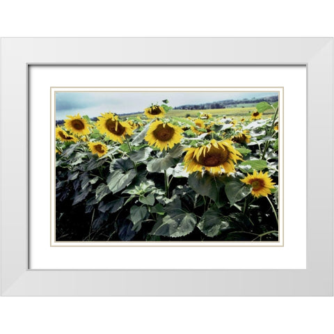 Sunflower Fields I White Modern Wood Framed Art Print with Double Matting by Stefko, Bob