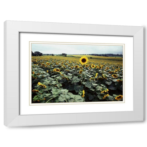 Sunflower Fields II White Modern Wood Framed Art Print with Double Matting by Stefko, Bob