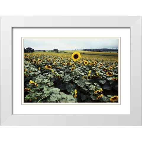 Sunflower Fields II White Modern Wood Framed Art Print with Double Matting by Stefko, Bob