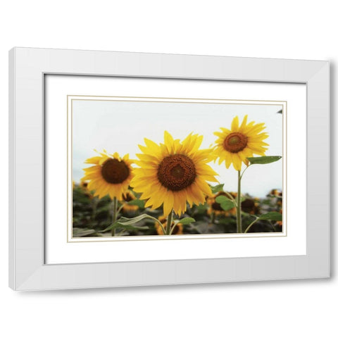 Sunflower Fields III White Modern Wood Framed Art Print with Double Matting by Stefko, Bob