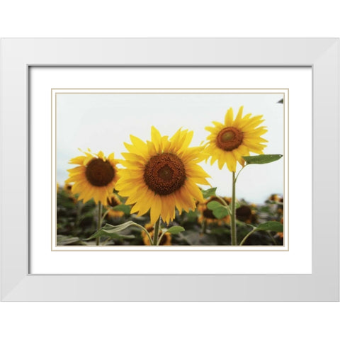Sunflower Fields III White Modern Wood Framed Art Print with Double Matting by Stefko, Bob