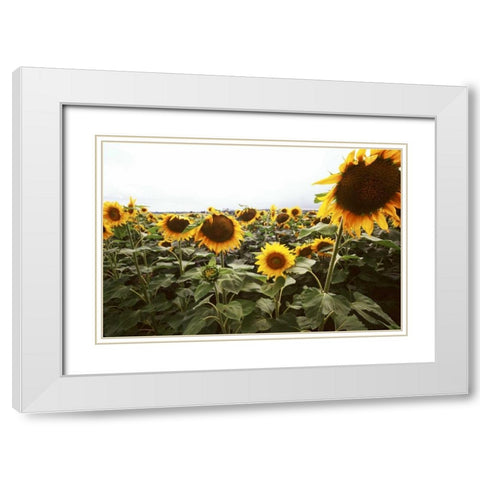 Sunflower Fields IV White Modern Wood Framed Art Print with Double Matting by Stefko, Bob