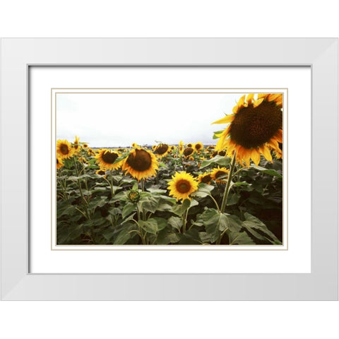 Sunflower Fields IV White Modern Wood Framed Art Print with Double Matting by Stefko, Bob