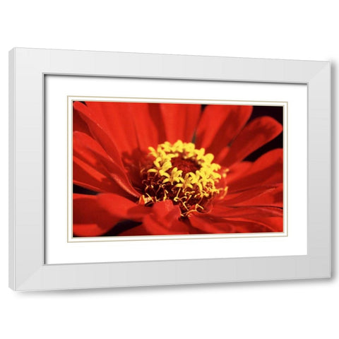 Red Zinnia I White Modern Wood Framed Art Print with Double Matting by Stefko, Bob