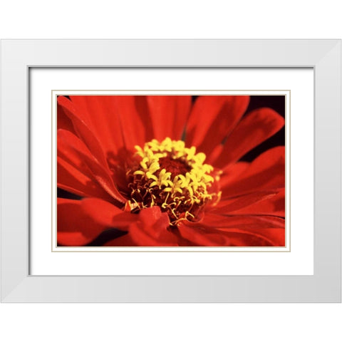 Red Zinnia I White Modern Wood Framed Art Print with Double Matting by Stefko, Bob