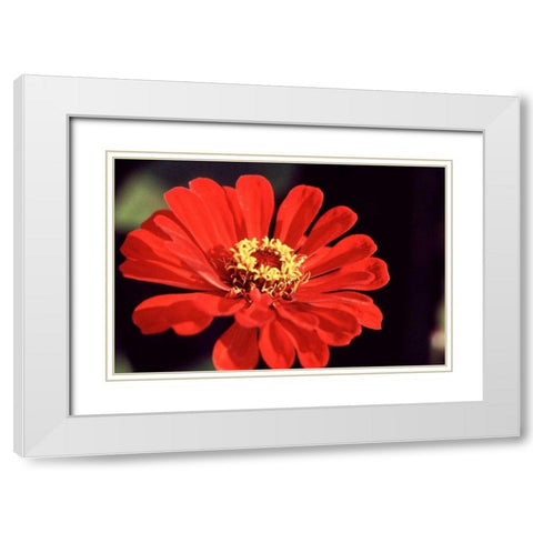 Red Zinnia II White Modern Wood Framed Art Print with Double Matting by Stefko, Bob