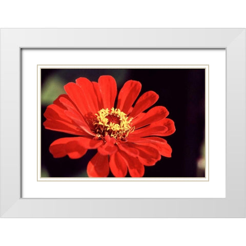 Red Zinnia II White Modern Wood Framed Art Print with Double Matting by Stefko, Bob