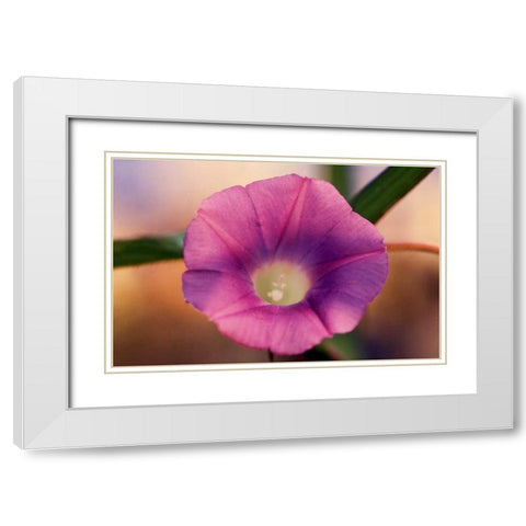 Morning Glory I White Modern Wood Framed Art Print with Double Matting by Stefko, Bob