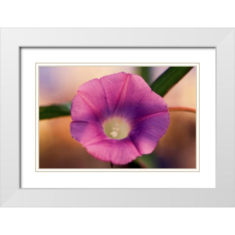 Morning Glory I White Modern Wood Framed Art Print with Double Matting by Stefko, Bob