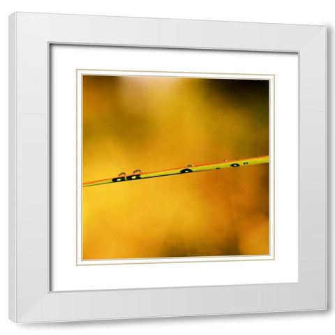 Simple Organics II White Modern Wood Framed Art Print with Double Matting by Stefko, Bob