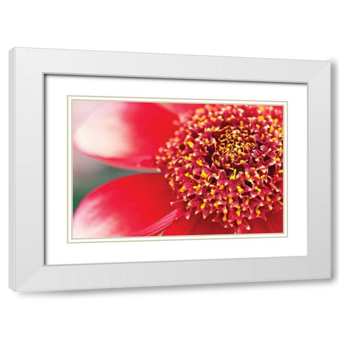 Starburst I White Modern Wood Framed Art Print with Double Matting by Styber, Dana