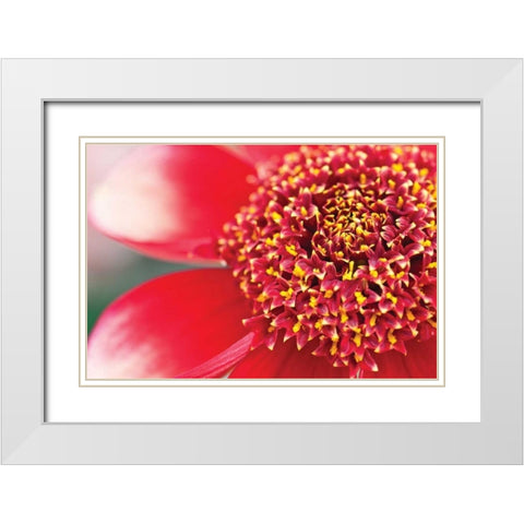 Starburst I White Modern Wood Framed Art Print with Double Matting by Styber, Dana