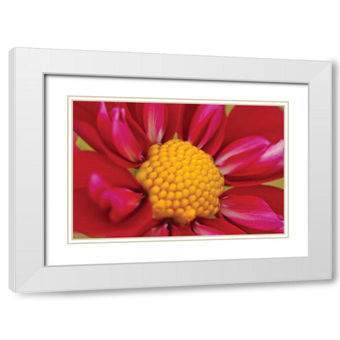 Starburst II White Modern Wood Framed Art Print with Double Matting by Styber, Dana