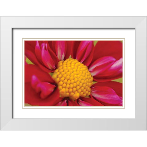 Starburst II White Modern Wood Framed Art Print with Double Matting by Styber, Dana