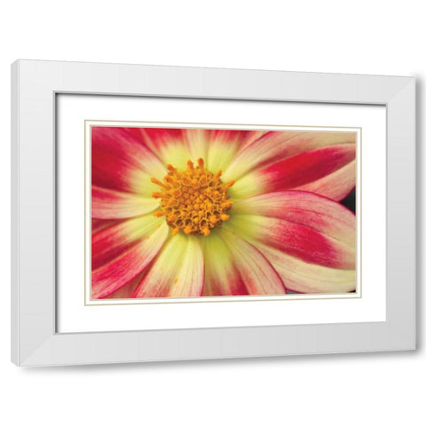 Starburst III White Modern Wood Framed Art Print with Double Matting by Styber, Dana