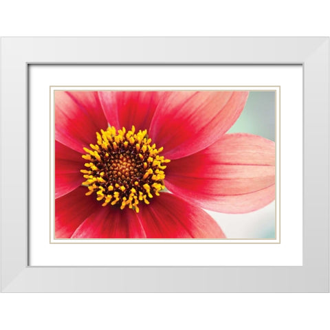 Starburst IV White Modern Wood Framed Art Print with Double Matting by Styber, Dana