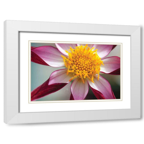 Stardust I White Modern Wood Framed Art Print with Double Matting by Styber, Dana