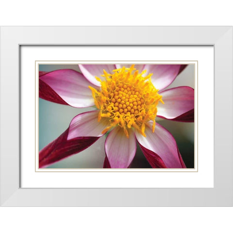 Stardust I White Modern Wood Framed Art Print with Double Matting by Styber, Dana