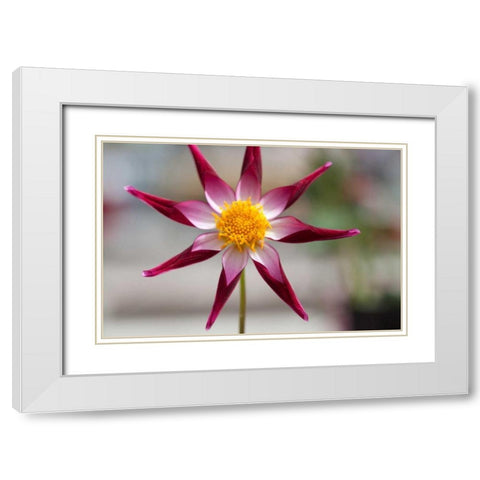Stardust II White Modern Wood Framed Art Print with Double Matting by Styber, Dana