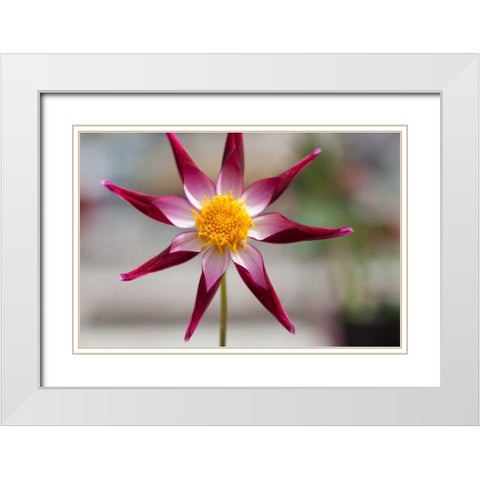Stardust II White Modern Wood Framed Art Print with Double Matting by Styber, Dana