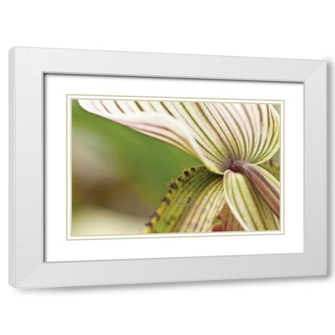 Green Mist White Modern Wood Framed Art Print with Double Matting by Styber, Dana