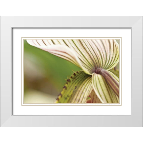 Green Mist White Modern Wood Framed Art Print with Double Matting by Styber, Dana