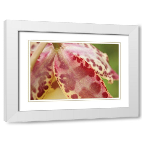 Pink Mist White Modern Wood Framed Art Print with Double Matting by Styber, Dana