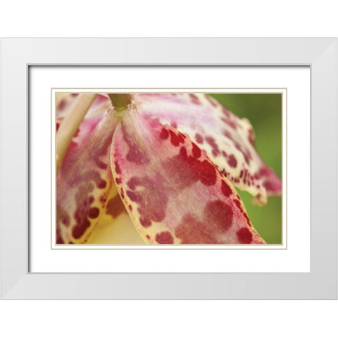 Pink Mist White Modern Wood Framed Art Print with Double Matting by Styber, Dana