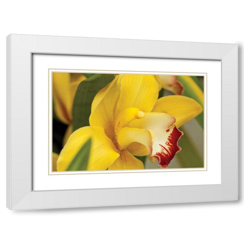 Lemon Orchid I White Modern Wood Framed Art Print with Double Matting by Styber, Dana