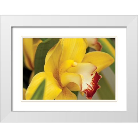 Lemon Orchid I White Modern Wood Framed Art Print with Double Matting by Styber, Dana