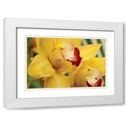 Lemon Orchid II White Modern Wood Framed Art Print with Double Matting by Styber, Dana