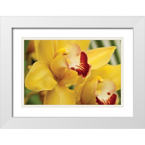 Lemon Orchid II White Modern Wood Framed Art Print with Double Matting by Styber, Dana